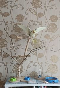 Корелла молода
