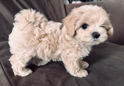 🐶 Маленька хмаринка щастя шукає родину! ✨