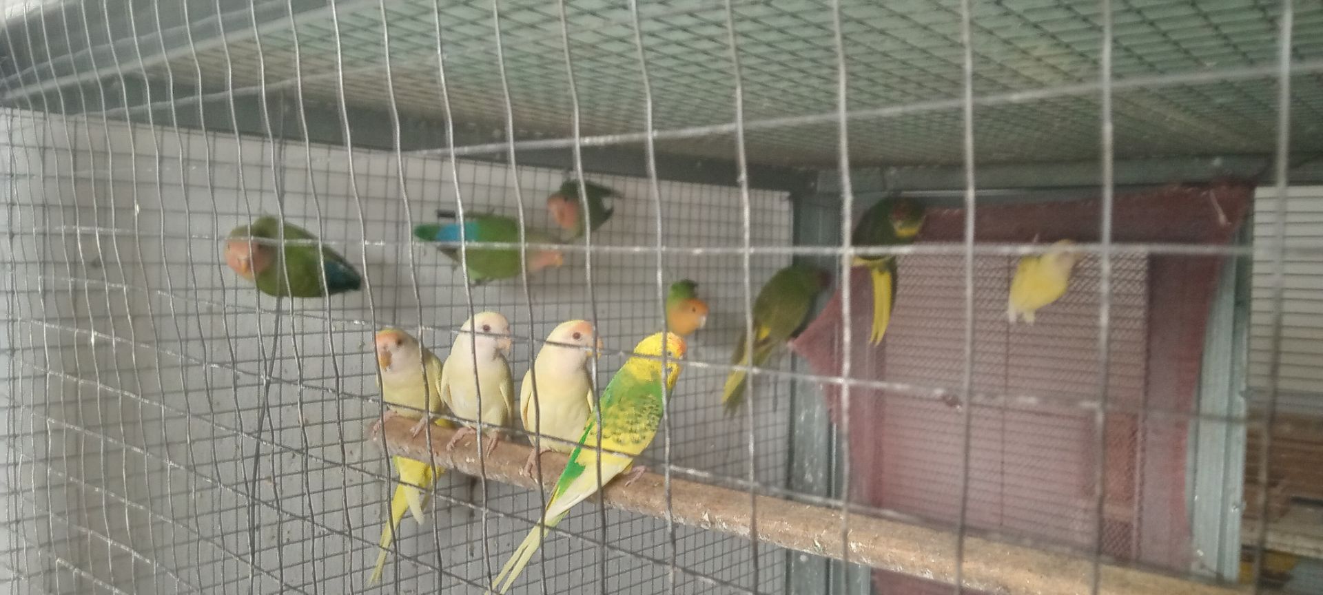 Продаю молодих нераздучників