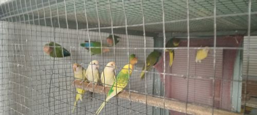 Продаю молодих нераздучників