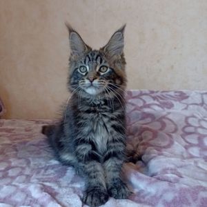 Продам котят Мейн Кун
