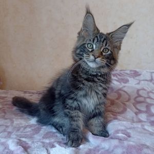 Продам котят Мейн Кун