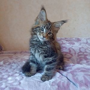 Продам котят Мейн Кун