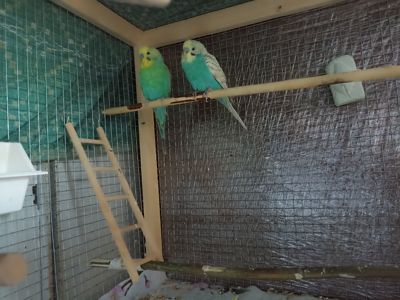 Волнистые попугаи