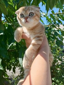 Кошеня шотландська висловуха кольору золотистої шиншили