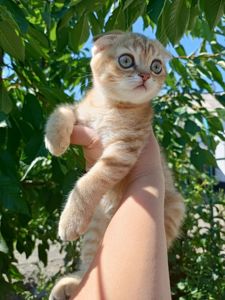 Кошеня шотландська висловуха кольору золотистої шиншили