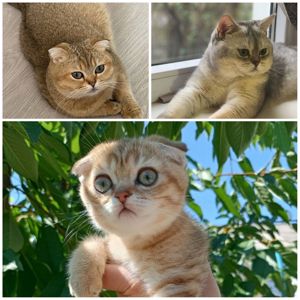Кошеня шотландська висловуха кольору золотистої шиншили