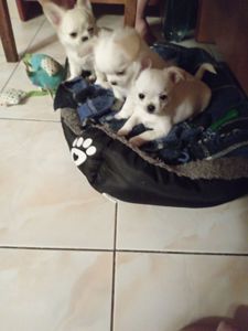 Цуценята Чихуахуа