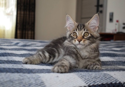 Кошенята породи мейн кун.