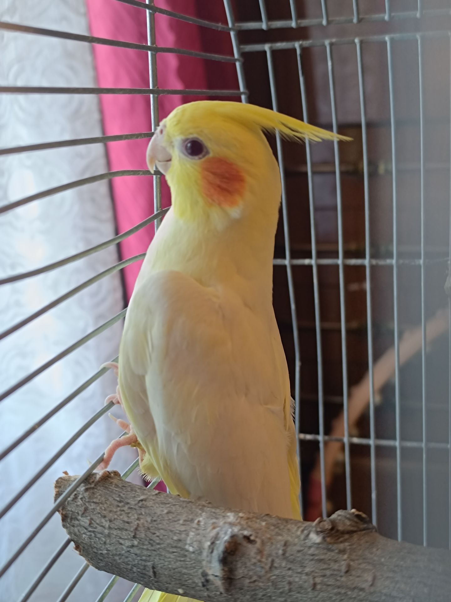 Ручні малюки Корели- лютино! 💛