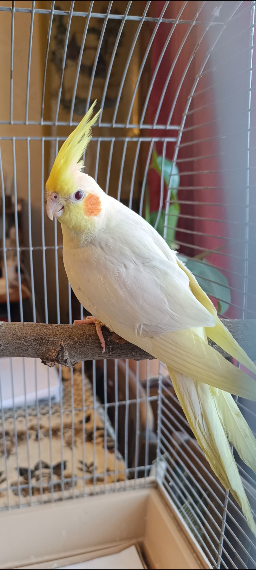 Ручні малюки Корели- лютино! 💛