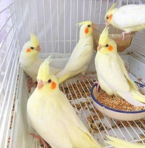 Ручні малюки Корели- лютино! 💛