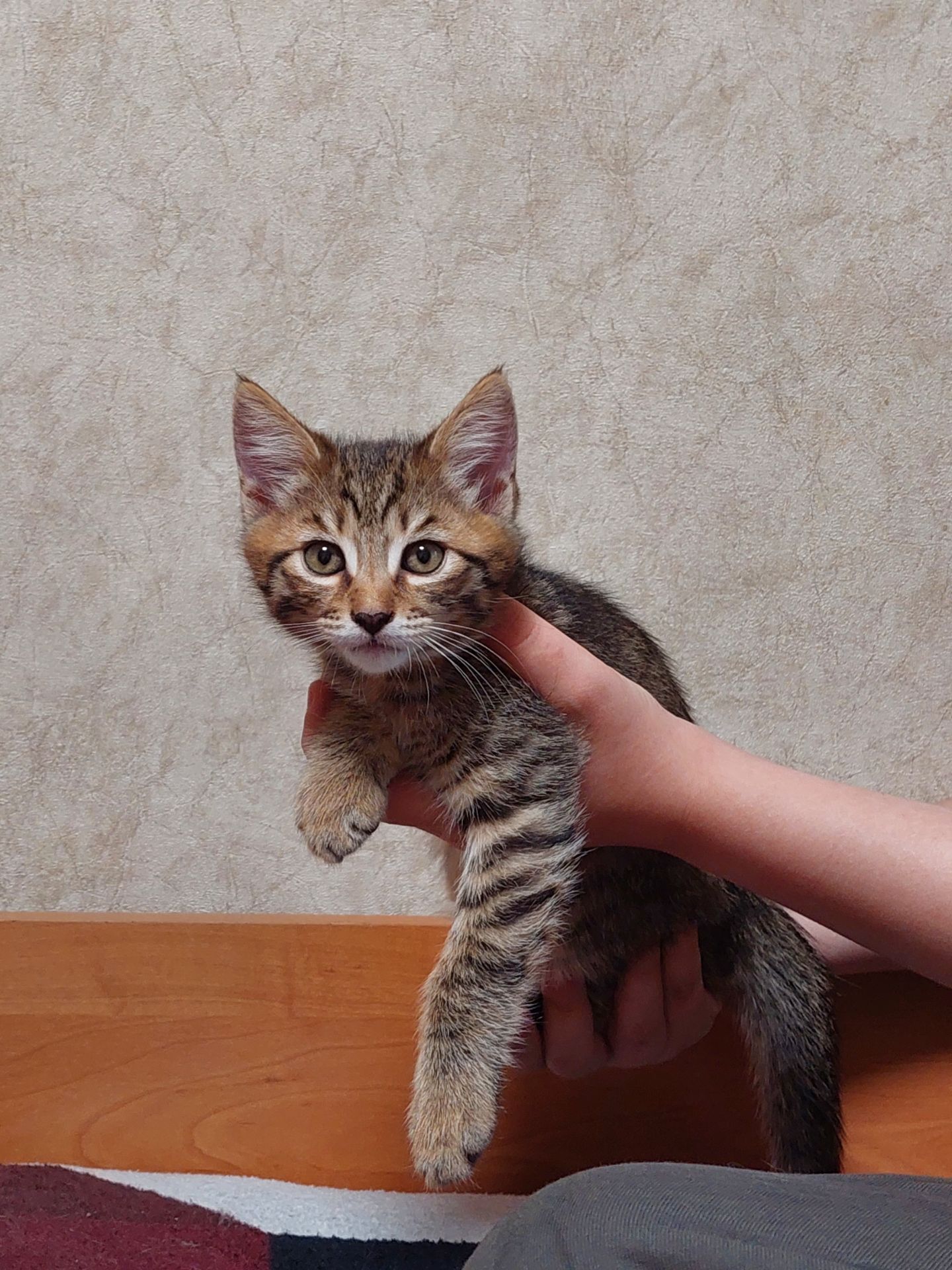 Миле кошенятко сірий коричневий таббі