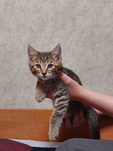 Миле кошенятко сірий коричневий таббі