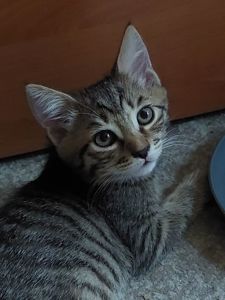 Миле кошенятко сірий коричневий таббі