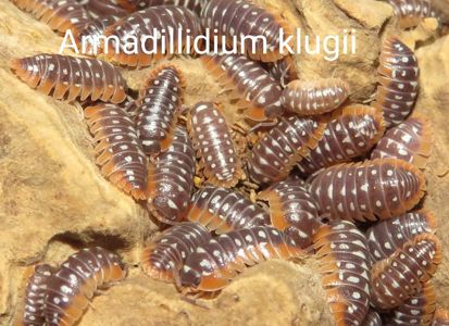 Мокриці Armadillidium, Armadillo