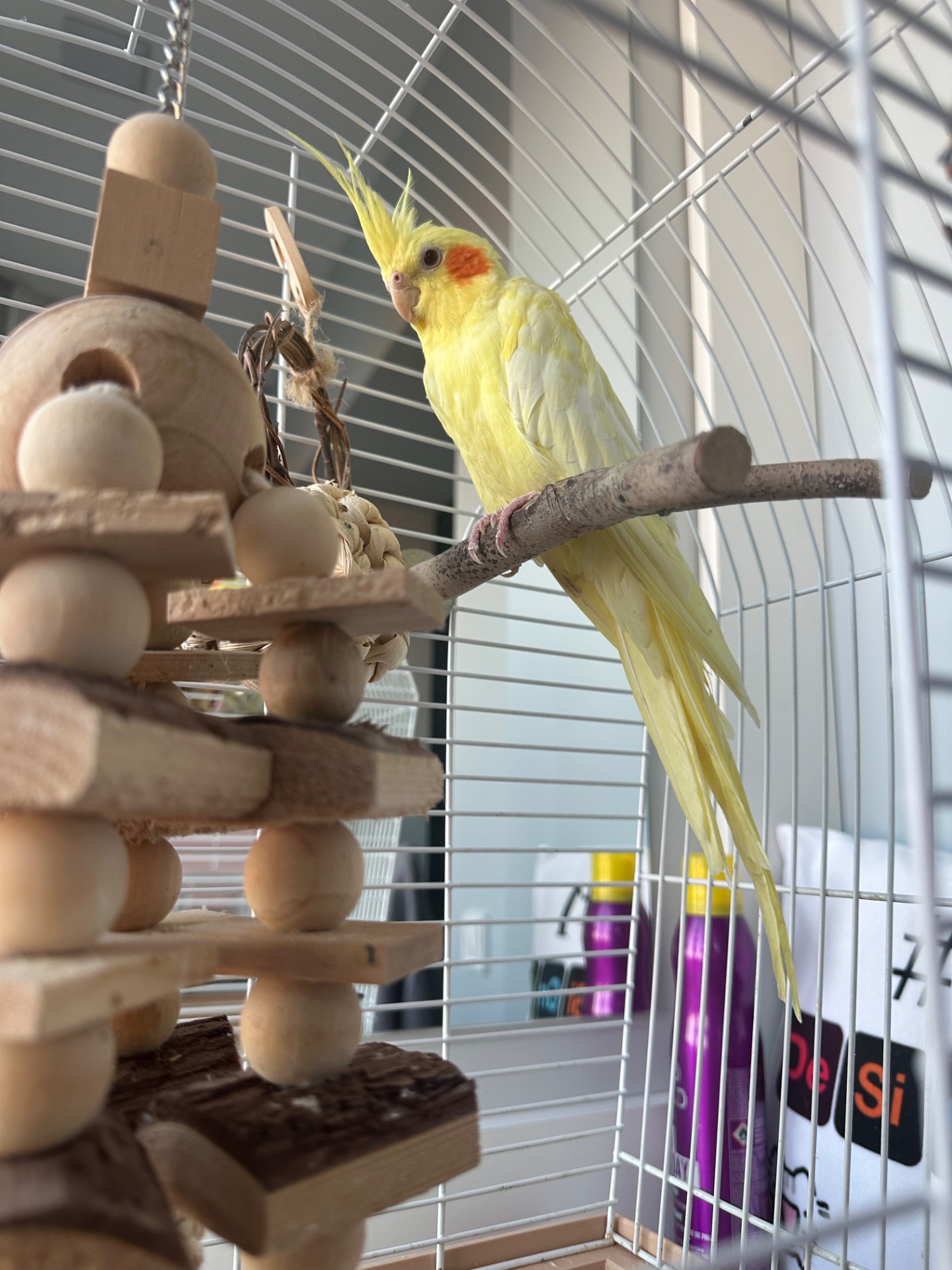 Віддаю папугу разом з кліткою