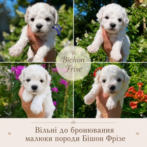 Цуценята Бішон Фрізе
