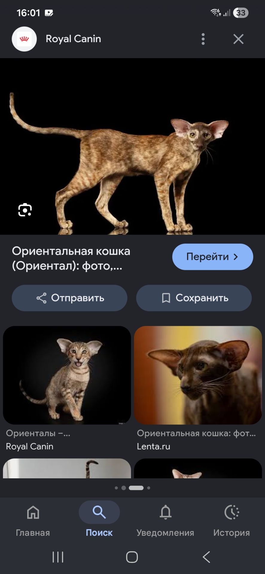 Кошеняшка з помаранчевими очима