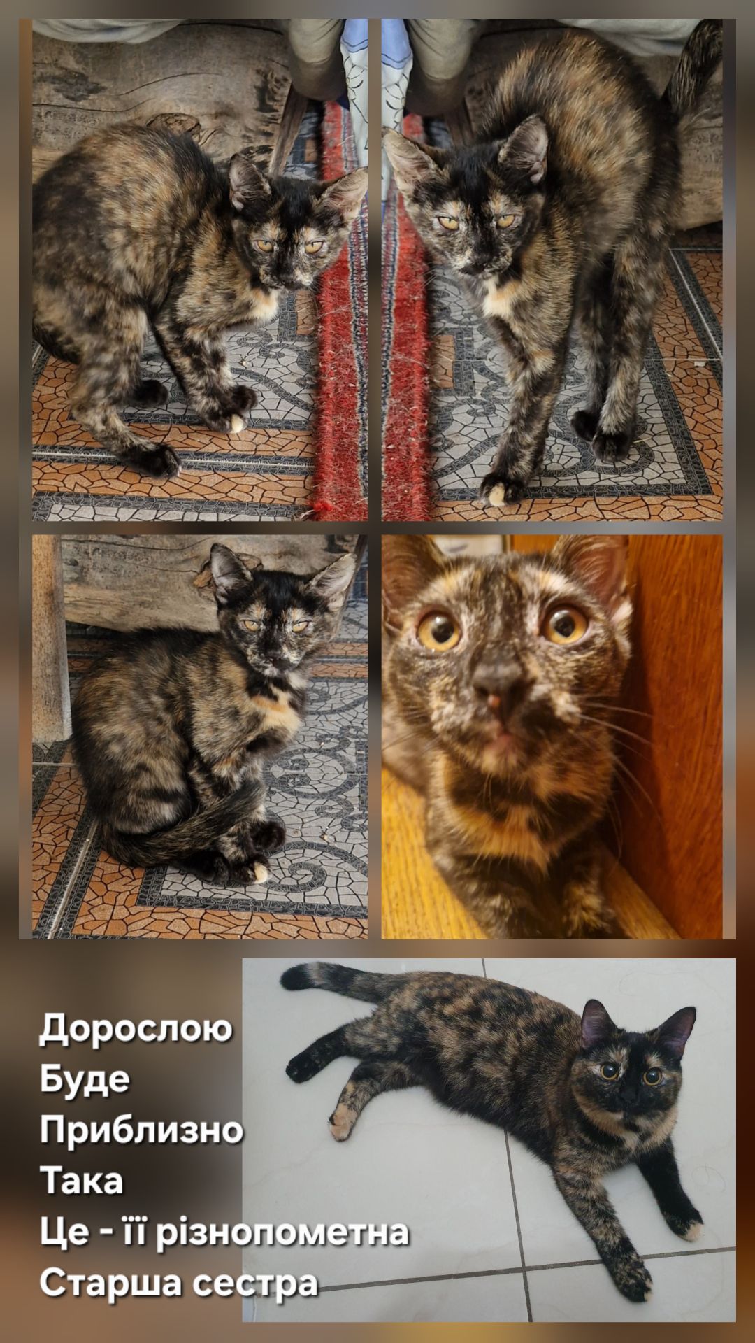 Кошеняшка з помаранчевими очима