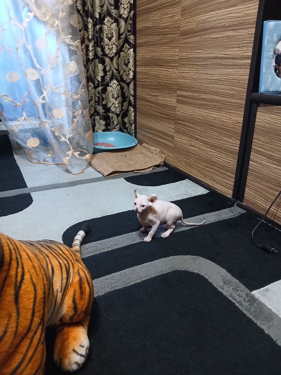 Продаються чарівні кошенята породи сфінкс -ельф