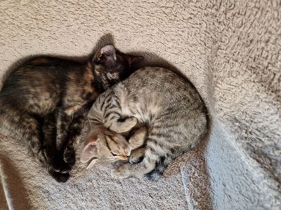 Кошеняшка з помаранчевими очима