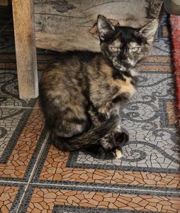 Кошеняшка з помаранчевими очима