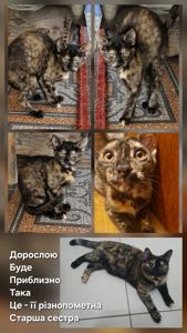Кошеняшка з помаранчевими очима