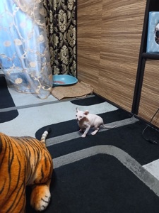 Продаються чарівні кошенята породи сфінкс -ельф