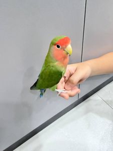Хорошенькие попугаи Неразлучники птенцы молодые
