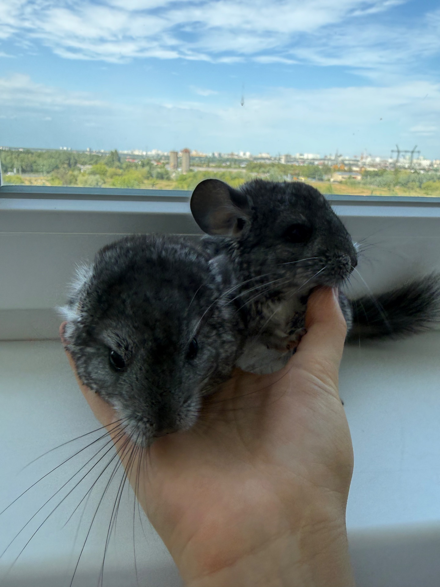 Шиншилла ручна