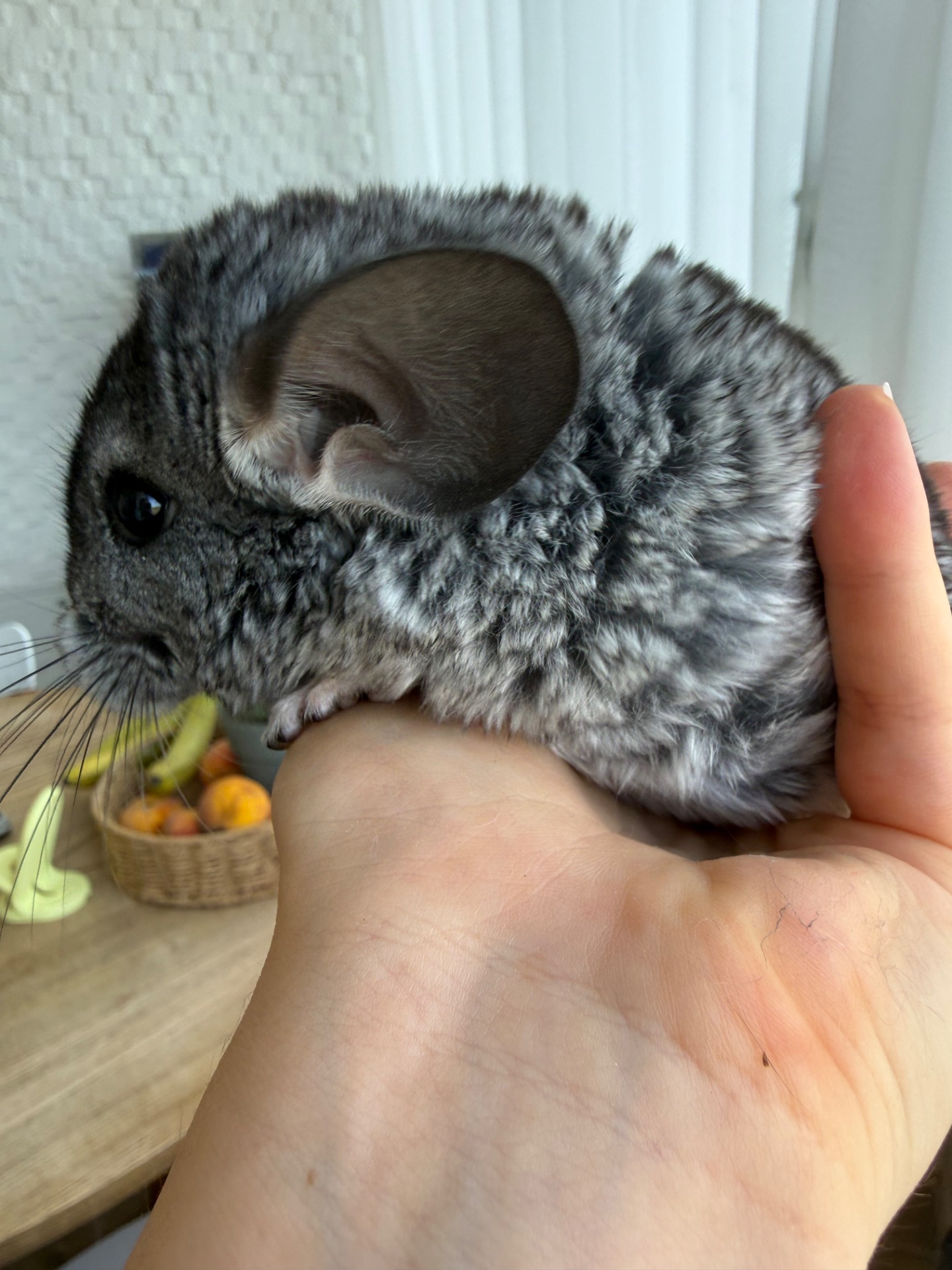 Шиншилла ручна