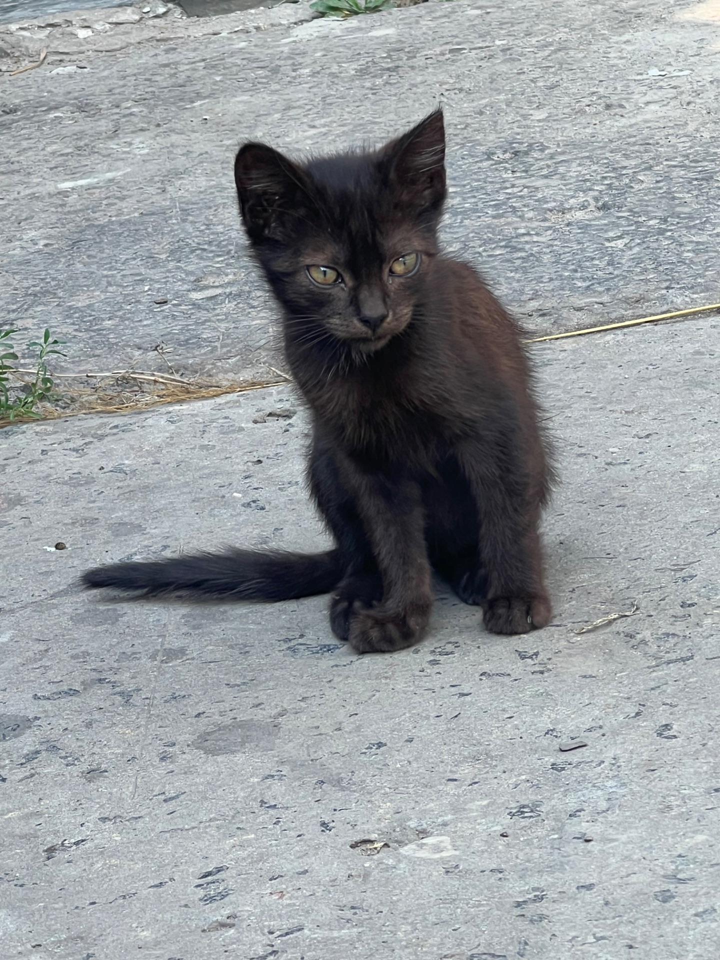 Кошенята шукають собі дім