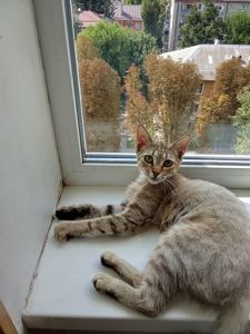 Дві кішечки шукають люблячу родину 🕊️🤗❤️