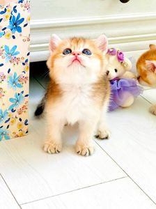 Британська золота шиншилла