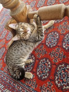 Кошеня хлопчик Метис Американської короткошорстної Матусі
