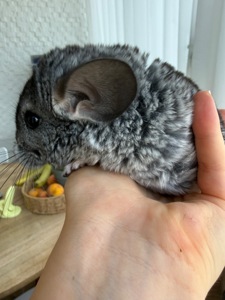 Шиншилла ручна