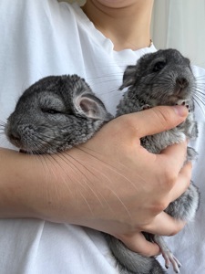 Шиншилла ручна