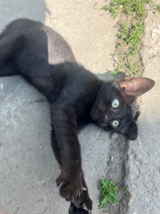 Кошенята шукають собі дім