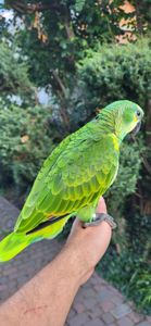 Пташеня амазон синьолобий