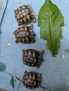 Балканська черепаха Testudo hermanni