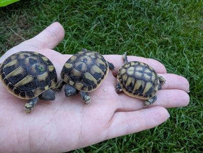 Балканська черепаха Testudo hermanni