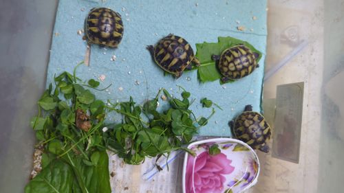 Балканська черепаха Testudo hermanni