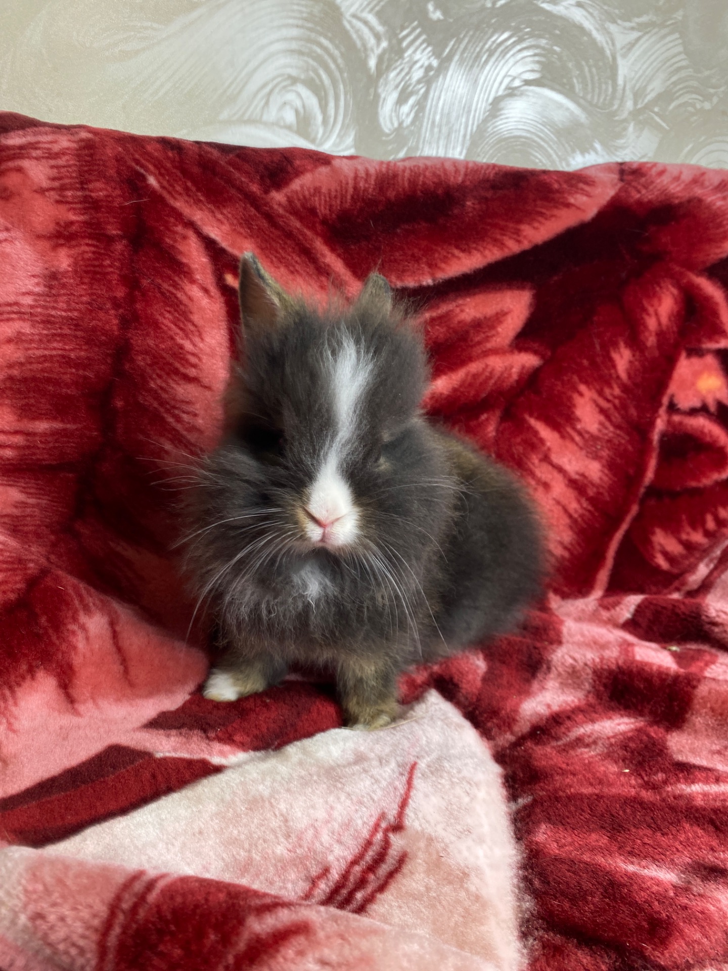 Дівчинка Lionhead