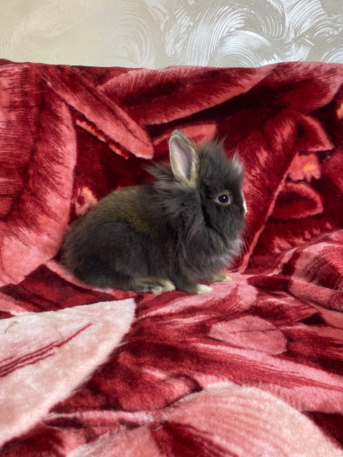 Дівчинка Lionhead