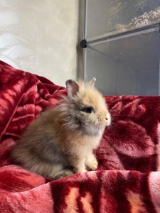 Хлопчик Lionhead