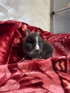 Дівчинка Lionhead