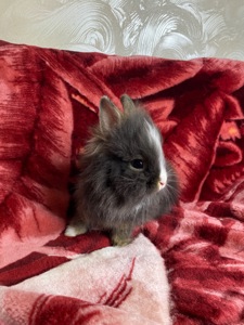 Дівчинка Lionhead