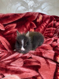 Дівчинка Lionhead
