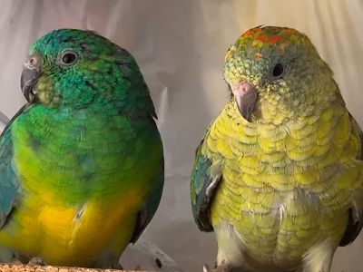 Парочка співочих і клітка